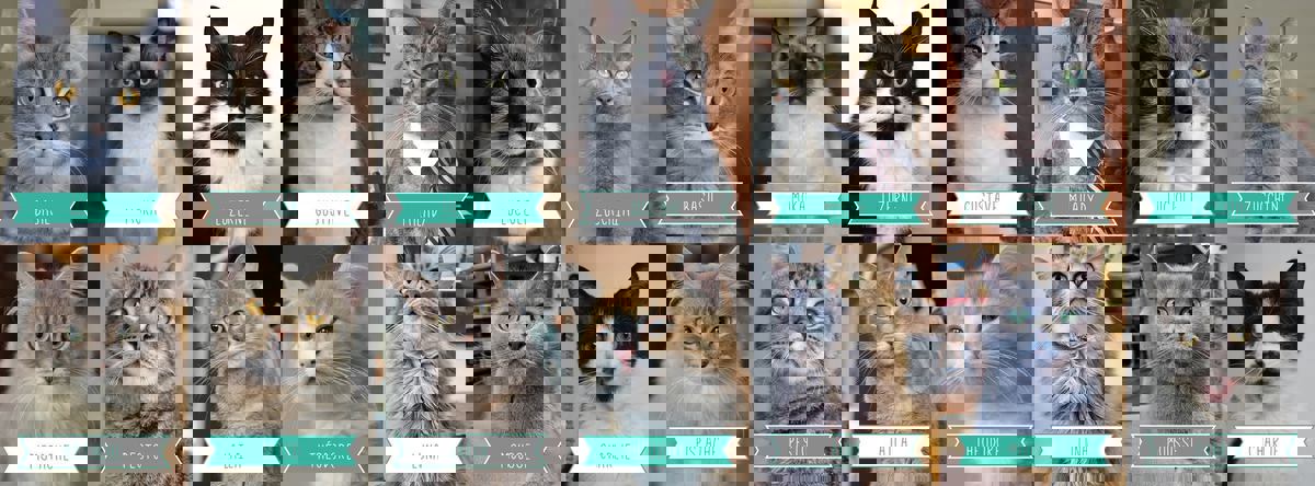 Café Chat l'heureux photo 1