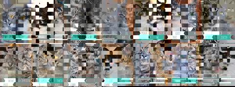 Café Chat l'heureux photo 1