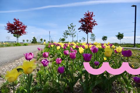 Colisée Vidéotron photo 1