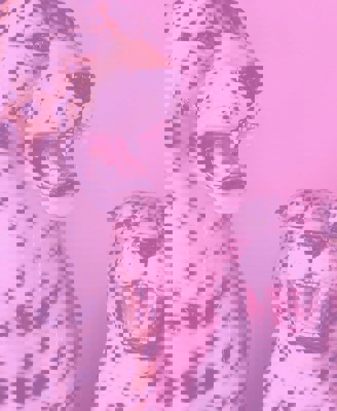 Petites Gamines photo 1