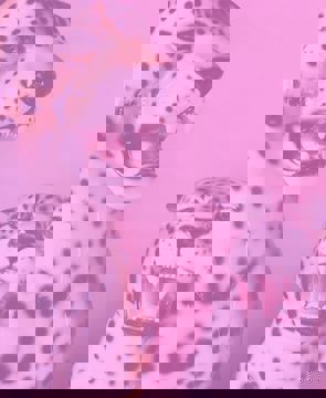 Petites Gamines photo 1