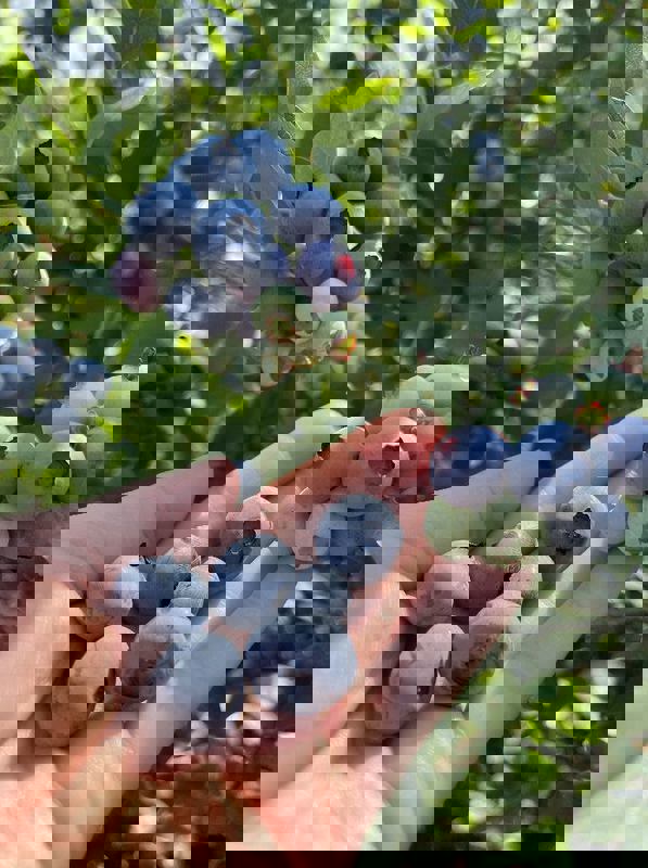 Vergers Cassidy photo 1