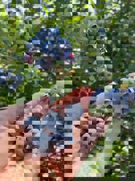 Vergers Cassidy photo 1