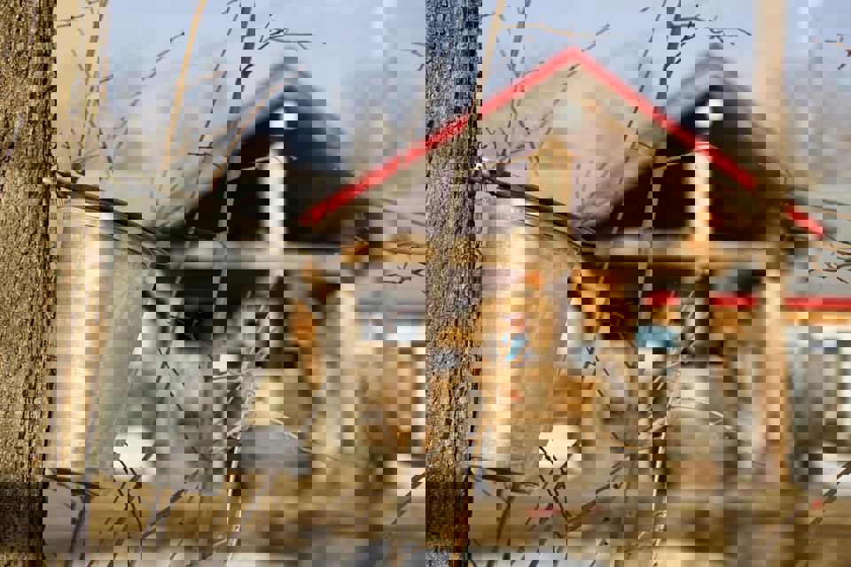 Au delà de l'Érable (Ancienne Cabane chez Hill) photo 1