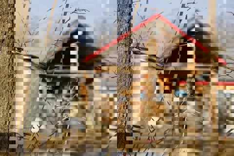 Au delà de l'Érable (Ancienne Cabane chez Hill) photo 1