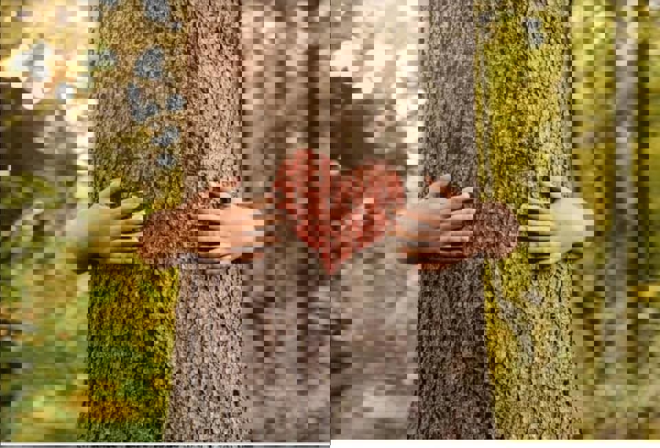 Le vol du colibri coop de solidarité photo 1