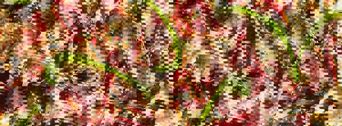 Toujours Mikes photo 1