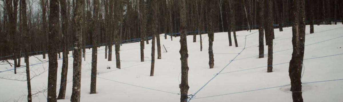 MapleSyrupFromCanada photo 1