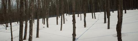 MapleSyrupFromCanada photo 1