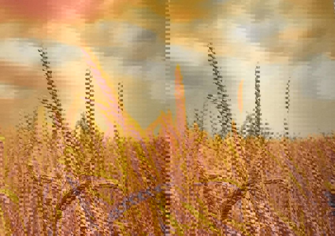 Le Palais des Chaussons et Pizzas photo 1