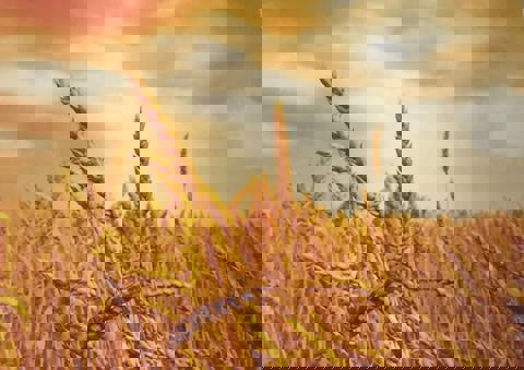 Le Palais des Chaussons et Pizzas photo 1