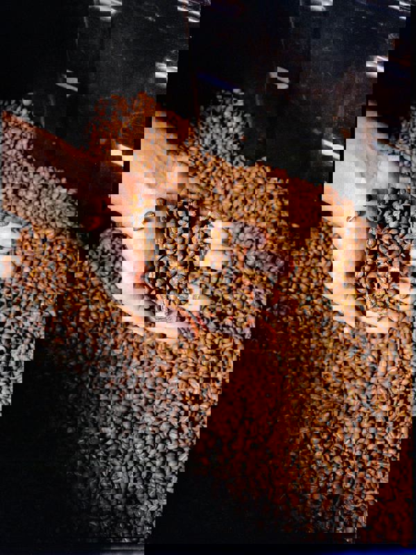 Atelier de torréfaction café Jungle photo 1