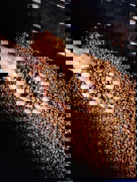 Atelier de torréfaction café Jungle photo 1