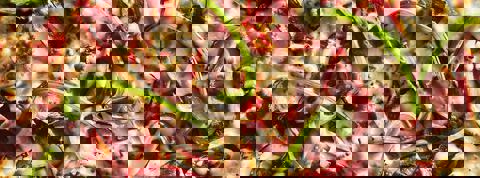 Toujours Mikes photo 1