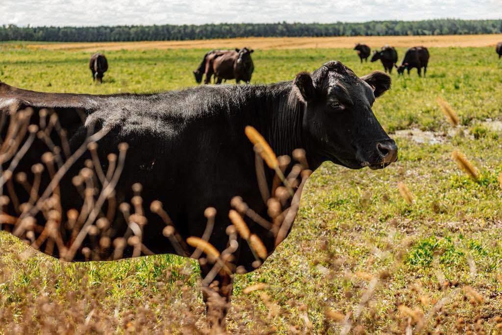 Boeuf Alfred photo 1