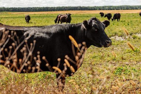 Boeuf Alfred photo 1