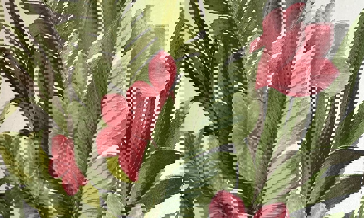 Tacos Tin Tan (St Denis) photo 1