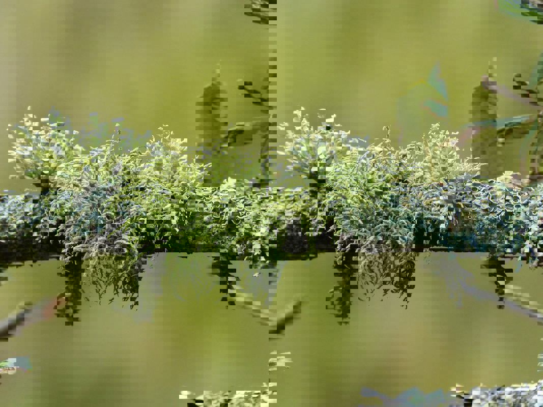 Entre l'algue et l'écorce (Restaurant) photo 1