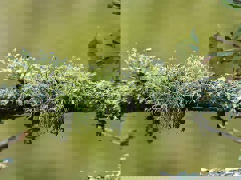 Entre l'algue et l'écorce (Restaurant) photo 1