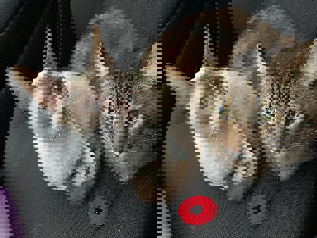 Café Félin Ma Langue Aux Chats | Café à chats | Café-Restaurant | Café Détente à Québec photo 1