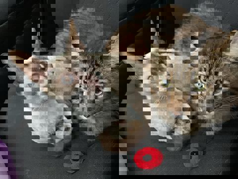 Café Félin Ma Langue Aux Chats | Café à chats | Café-Restaurant | Café Détente à Québec photo 1