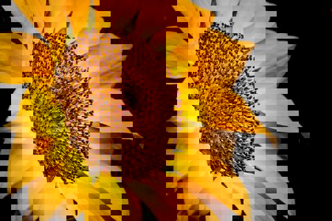 Ki-Mange-Vie photo 1