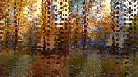 Little Charlie's Sugarbush photo 1