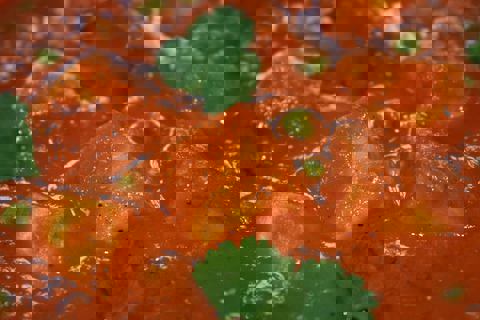 Makhani Catering photo 1