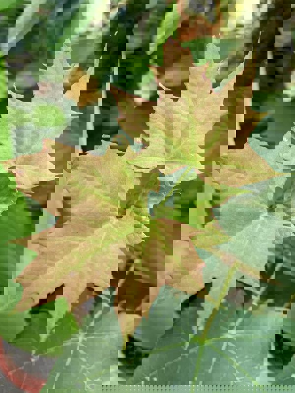 Wightman Sugar Bush photo 1