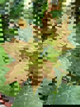 Wightman Sugar Bush photo 1