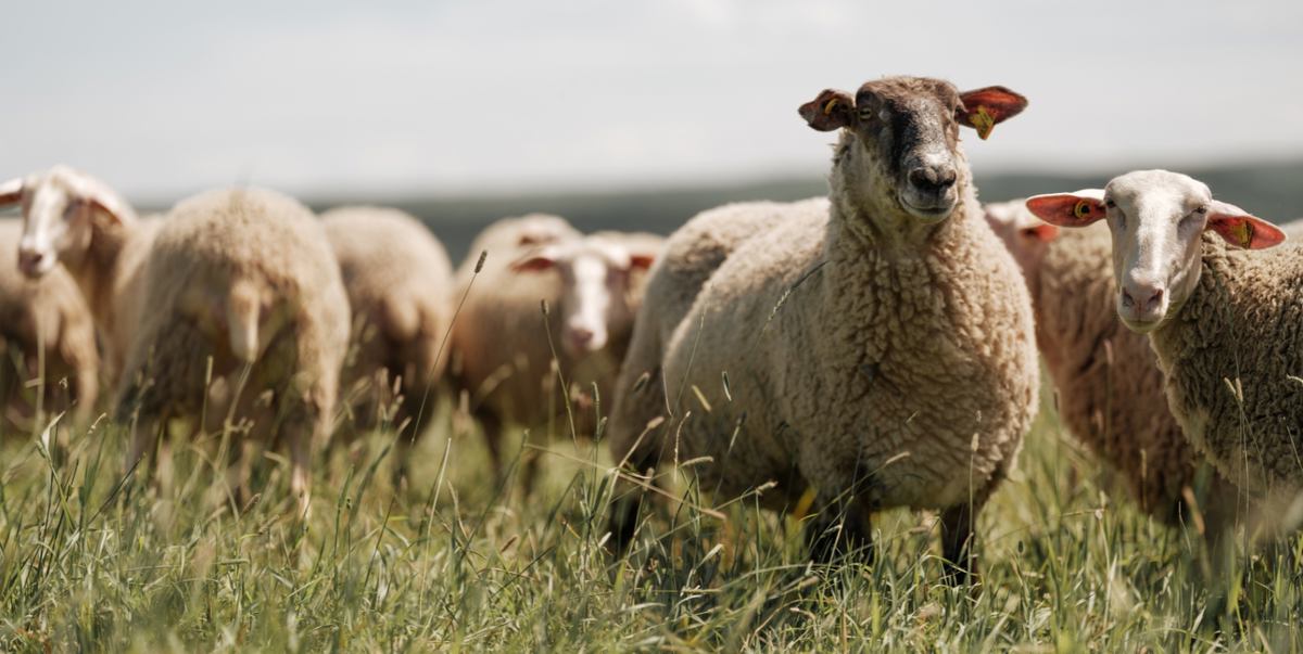 Fromagerie Le Mouton Blanc photo 1