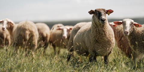 Fromagerie Le Mouton Blanc photo 1