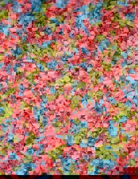 La Crémière photo 1