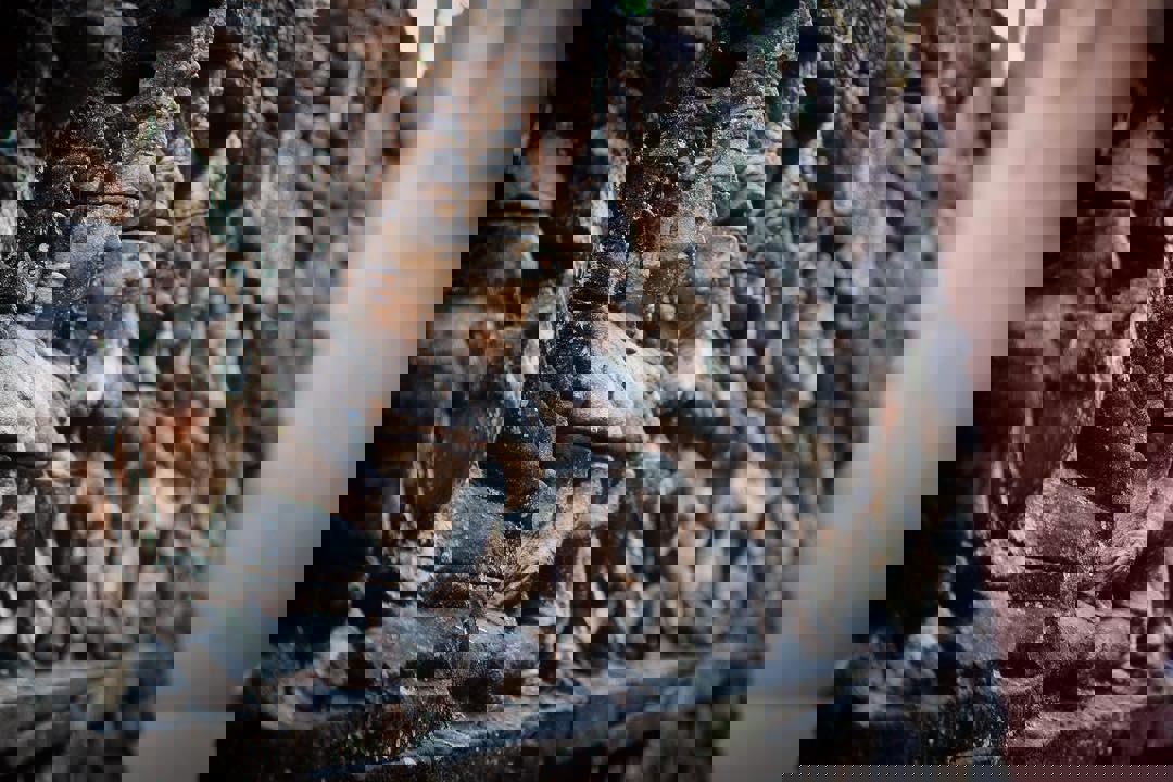 Restaurant Paradis D'Asie photo 1