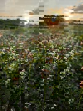 La Potagerie photo 1