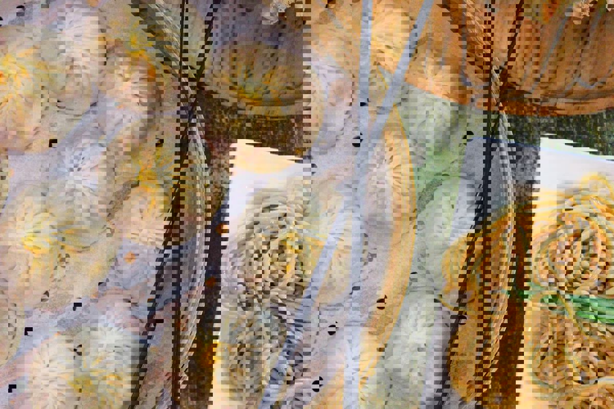 Sammi & Soupe Dumpling - (Dix30) photo 1