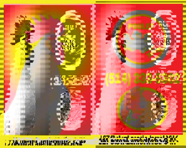 Poulet Mankal photo 1