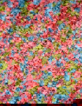 La Crémière Grenville photo 1