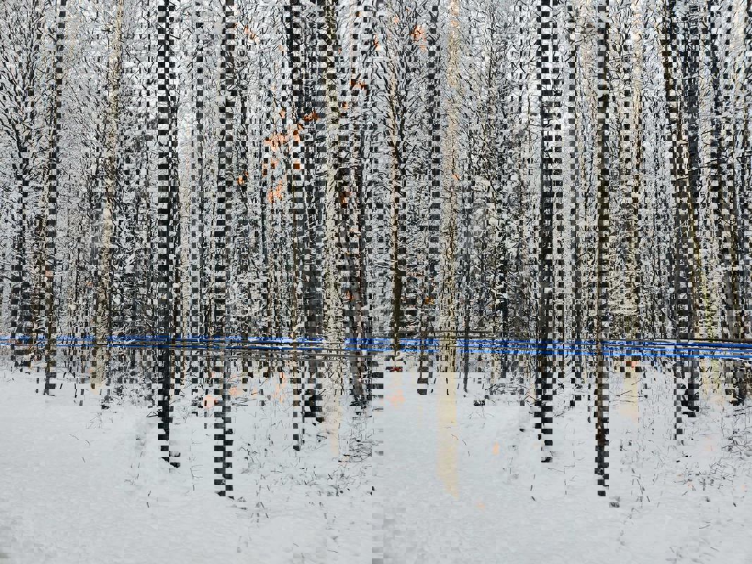 Érable au Fil du Temps photo 1