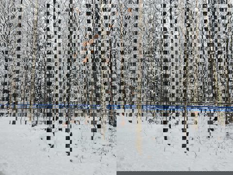 Érable au Fil du Temps photo 1