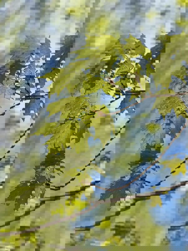 Larguer les samares photo 1