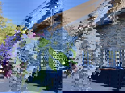 Moulin Michel photo 1