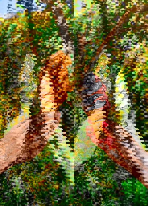 Chocolats favoris | Val-Bélair photo 1