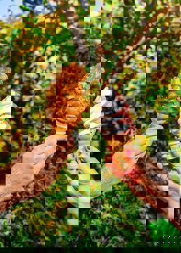 Chocolats Favoris photo 1