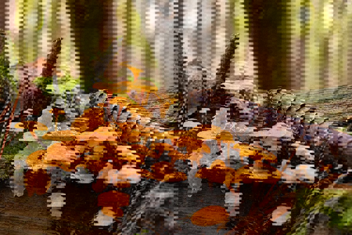 Forêt Gourmande photo 1