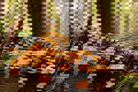 Forêt Gourmande photo 1