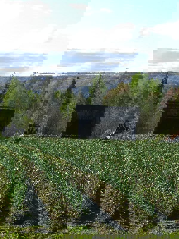 La Belle Gousse photo 1