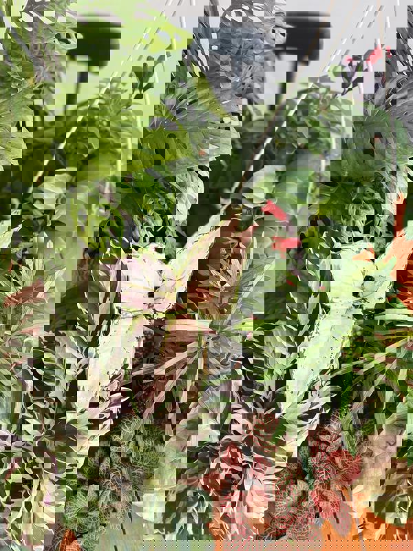 Café Jardin photo 1