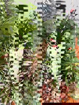 Café Jardin photo 1