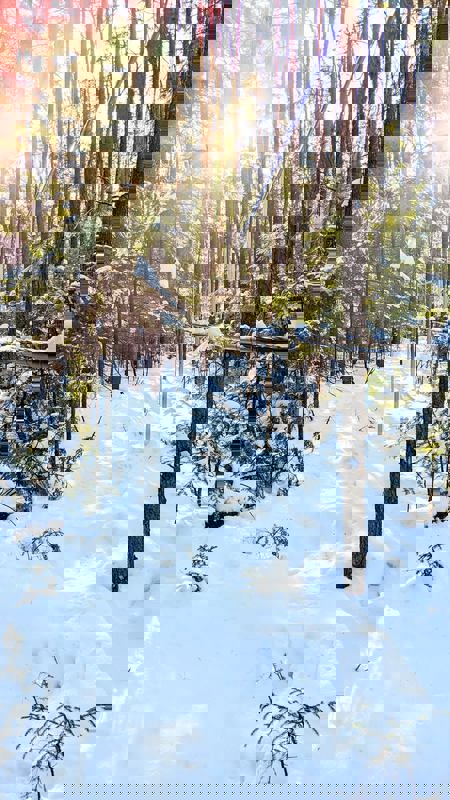 La Cabane à Sy-Ro photo 1